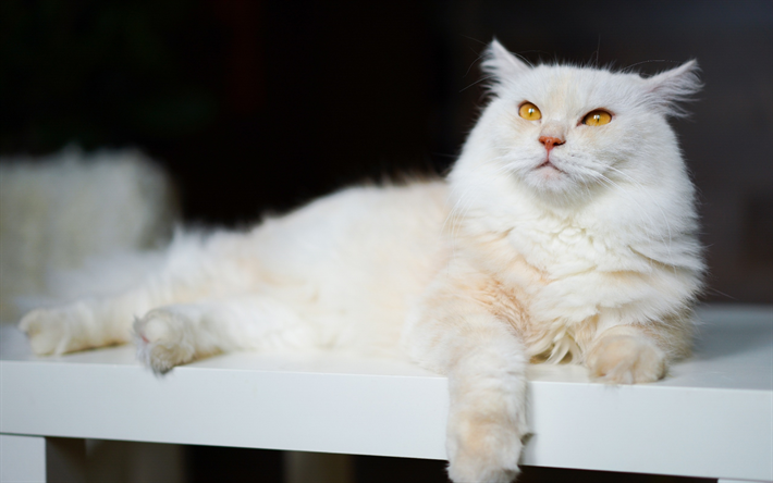 white fluffy cat, british shorthair cats, pets, cute animals, cats