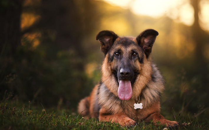 German Shepherd, beautiful big dog, good dogs, pets, cute animals, dogs