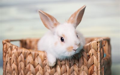 coniglio bianco, close-up, basket, simpatici animali, soffice coniglio, conigli