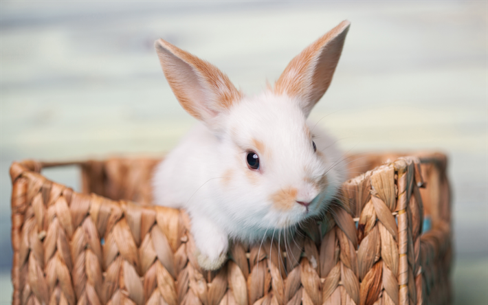 conejo blanco, de cerca, cesta, animales lindos, suaves conejo, conejos