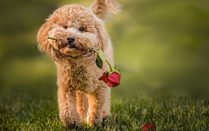Toy Poodle, puppy, rose, curly dog, pets, dogs, funny dog, Labradoodle Dog