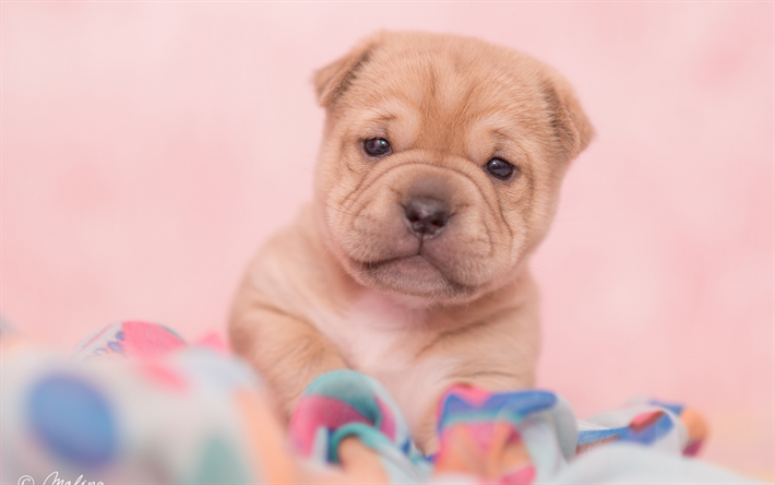 chow chow, little brown cachorro, lindos animales, mascotas, perros