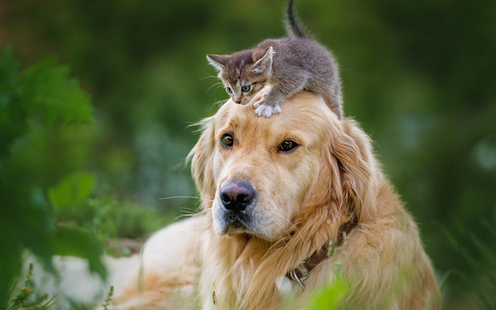 golden retriever, gray kitten, beautiful dog, cute animals, cat and dog, friendship, Labrador