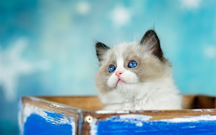 Persian kitten, box, s&#246;ta djur, bl&#229; &#246;gon, close-up, katter, inhemska katter, husdjur, vit kattunge, Persiska Katt