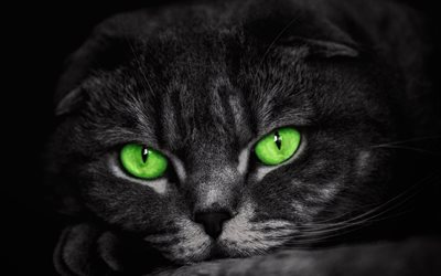 Scottish Fold Cat, green eyes, darkness, domestic cat, gray cat, pets, cats, cute animals, Scottish Fold