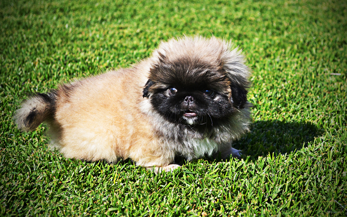 Pekingese, puppy, close-up, summer, fluffy dog, cute dog, green grass, pets, dogs, Pekingese Dog, cute animals