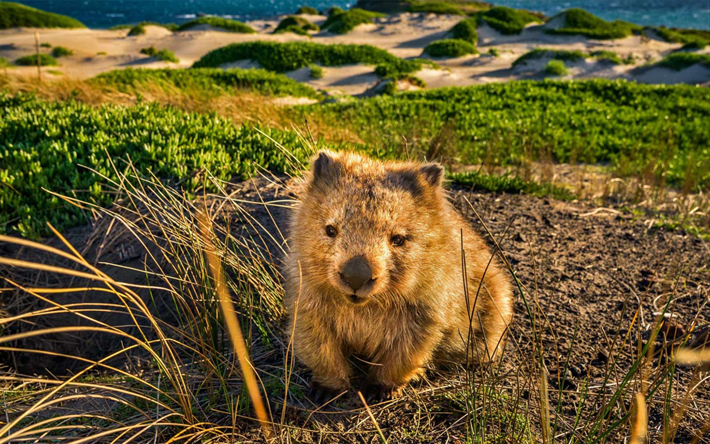 wombat, animales lindos, marsupiales, la vida silvestre, Tasmania, Australia, Pelo corto wombat, Tasmania wombat