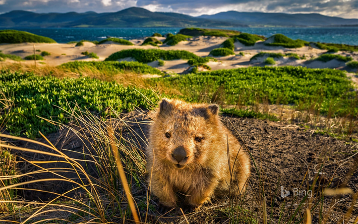 Wombat, a vida selvagem, Maria Ilha, ver&#227;o, Maria Island National Park, Austr&#225;lia