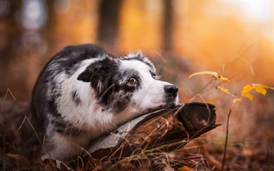 Australian Shepherd, autumn, bokeh, cute Aussie, forest, pets, dogs, Aussie, Australian Shepherd Dog, heterochromia, Aussie Dog