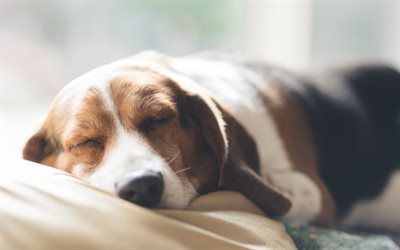 Basset Hounds, sleeping dog, cute animals, close-up, pets, dogs, Basset Hounds Dog