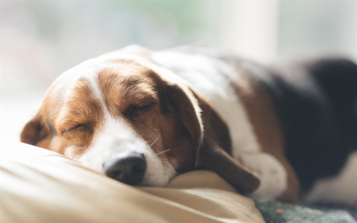 Basset hound, il cane che dorme, simpatici animali, close-up, animali domestici, cani, Basset hound Dog