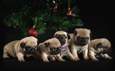 pugs, little puppies, family, New Year, Christmas, tree, small dogs, pets, cute puppies, pug, dogs