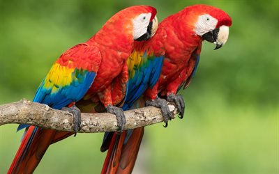 Scarlet macaw, pair of parrots, beautiful red birds, parrots, macaw, South America