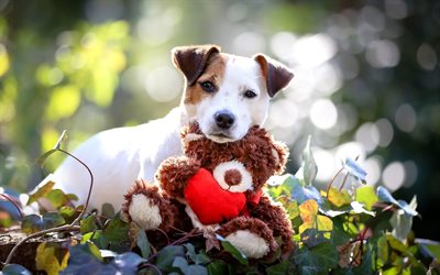 Jack Russell Terrier Dog, toy, pets, puppy, dogs, cute animals, Jack Russell Terrier