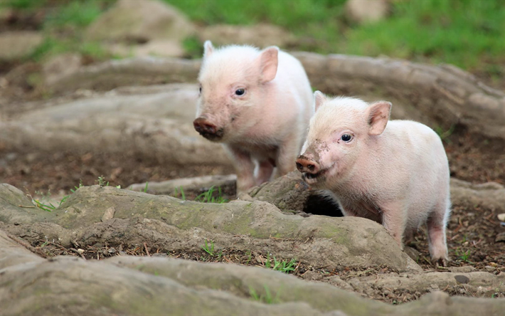 Download wallpapers piglets, small funny animals, farm, pink pigs