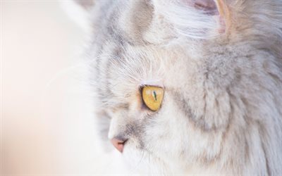 Persian Cat, close-up, yellow eyes, gray cat, cats, cute animals, domestic cats, pets, Persian