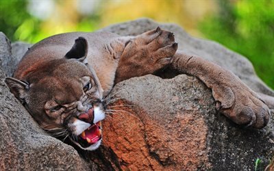 cougar, denti aguzzi, il gatto selvatico, wildlife, predatore, foresta