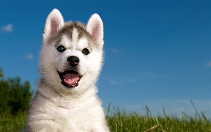 4k, Siberian Husky, puppy, dogs, pets, Chukcha, cute animals, Husky