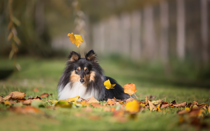 Sheltie, dog, autumn, shetland sheepdog, pets, green grass lawn