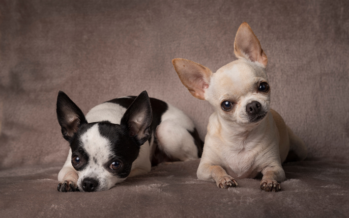 Chihuahua, chiens de petite taille, les animaux de compagnie, des animaux mignons, des petits chats, deux chiens, des amis