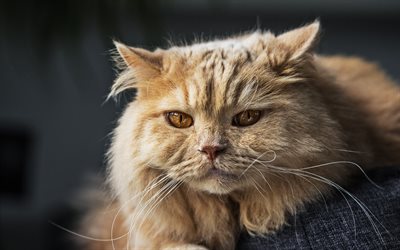 Persian Cat, close-up, yellow eyes, fluffy cat, ginger cat, cats, domestic cats, pets, ginger Persian Cat, cute animals, Persian