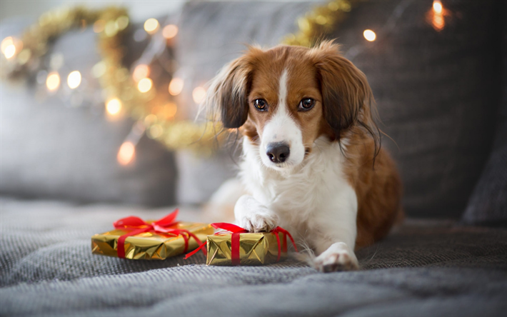 البني kooikerhondje, الكلاب لطيف, الحيوانات الأليفة, العشب الأخضر, الكلاب, kooikerhondje