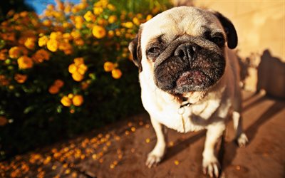 Pug Dog, bokeh, close-up, summer, dogs, cute animals, pets, Pug