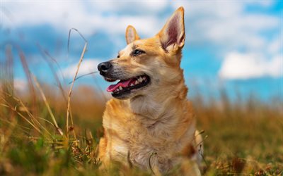 Corgi, summer, pets, Welsh Corgi, dogs, lawn, close-up, cute dog, Welsh Corgi Dog, Pembroke Welsh Corgi