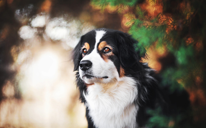 Bernese Mountain Dog, close-up, animais de estima&#231;&#227;o, mountain dog, bokeh, ver&#227;o, cachorros, animais fofos, Bernese Mountain Dog C&#227;o