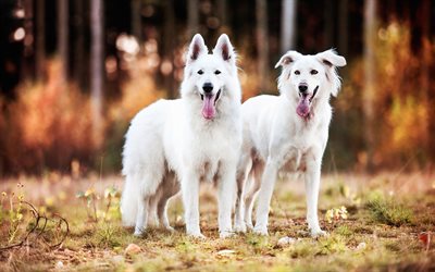 White Swiss Shepherd, bokeh, autumn, pets, close-up, White Shepherd, dogs, Berger Blanc Suisse, White Shepherd Dog