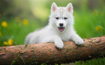 white puppy husky, cute little dogs, pets, white puppy, dogs, husky