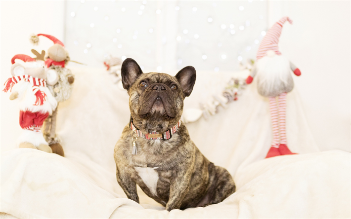 ダウンロード画像 フレンチブルドッグ 茶色の小犬 クリスマス 新年 かわいい動物たち ペット 犬 フリー のピクチャを無料デスクトップの壁紙
