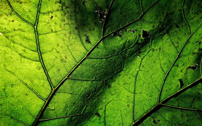 4k, hojas de color verde textura, macro, las hojas, la textura, el color verde de la hoja, dise&#241;o de la hoja, de la hoja de texturas, hojas verdes