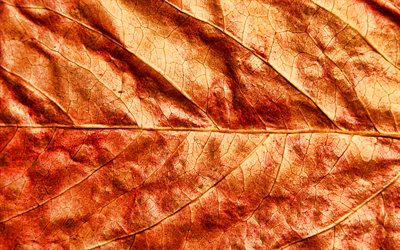 orange leaf, makro, syksyn lehdet, lehdet tekstuuri, oranssi lehdet tekstuuri, l&#228;hikuva, lehtikuviot, lehdet, lehti&#228; kuvioita, oranssi lehdet