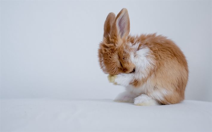 piccolo coniglio marrone, animali carini, concetti di imbarazzo, conigli, animali domestici, coniglietto soffice