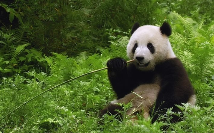 panda, orso, natura, boschi