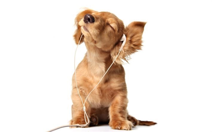 Herunterladen Hintergrundbild Welpe Niedlich Tiere Hund Musik Zu Horen Sussen Hund Fur Desktop Kostenlos Hintergrundbilder Fur Ihren Desktop Kostenlos