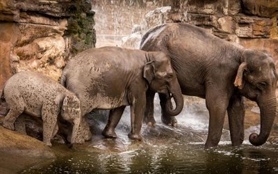 Elephant family, lake, elephants, waterfalls, small elephant