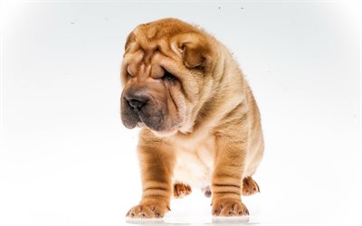 shar pei, 小型犬, 茶色のパピー, かわいい犬, 2018年犬