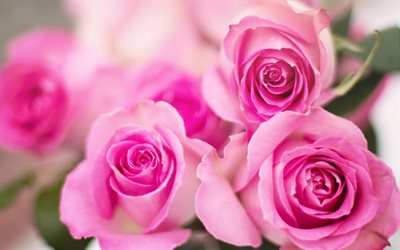 rosa rosor, blommig bakgrund, bukett blommor, rosa blommor, bukett rosor