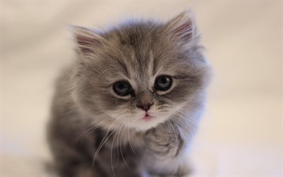 gato persa, gatito, 4k, animales lindos, desenfoque, gatito persa, gatos