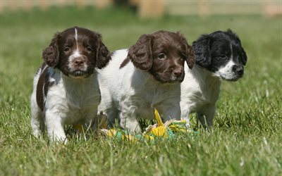English Springer Spaniel, small puppies, 4k, cute dogs, pets, green grass, puppy