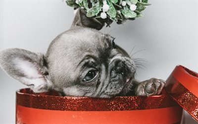 french bulldog, 4k, year of dog, Gift box, dogs, cute animals