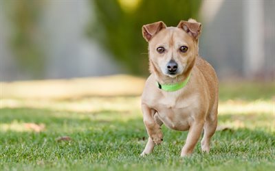 small dog, pets, dogs, green grass, brown dog