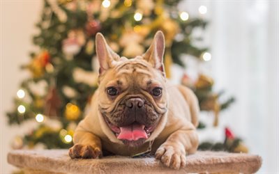 Bulldog francese, 4k, Natale, Nuovo Anno, cucciolo, albero di Natale