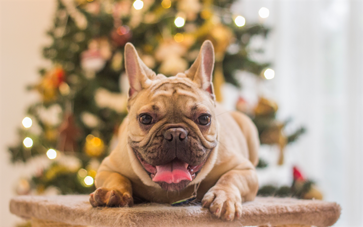 Fransız Bulldog, 4k, Noel, Yeni Yıl, k&#252;&#231;&#252;k bir k&#246;pek yavrusu, Noel ağacı