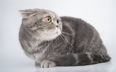 Gato British Shorthair, 4k, gato cinzento, animais de estima&#231;&#227;o, animais fofos, engra&#231;ado gato, gatos, British Shorthair