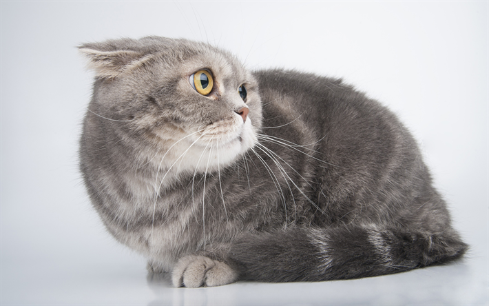 Gato brit&#225;nico de Pelo corto, 4k, el gato gris, mascotas, animales lindos, graciosos de gatos, gatos British Shorthair