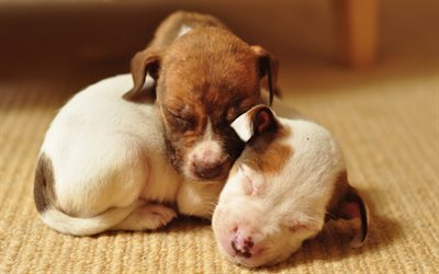 Pitbull Puppies, small dogs, pets, 4k, sleeping puppies