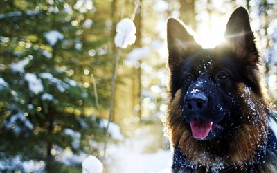 german shepherd, 4k, dogs, pets, winter, cute animals, German Shepherd Dog